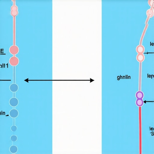 Hormonal Regulation of Appetite and Metabolism Diagram showing hormonal interactions affecting hunger and fat burning.